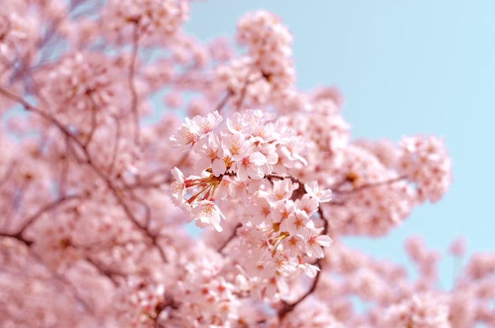 春日粉色花树