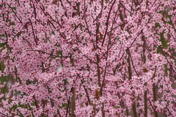 贴梗海棠 — 花梗贴枝，色彩浓艳
